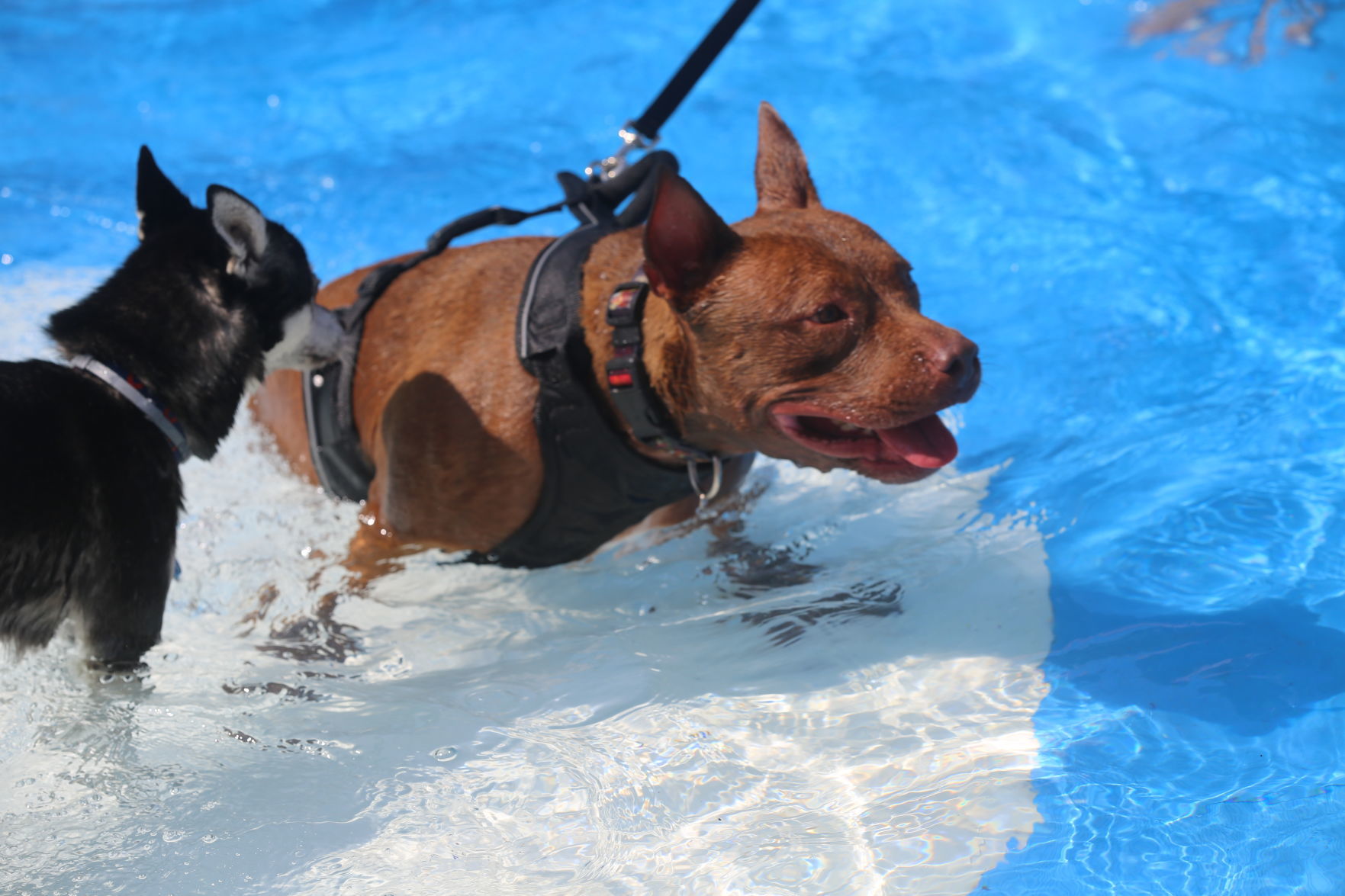090919_gal_WWdogs (49)
